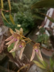 Bulbophyllum guttulatum