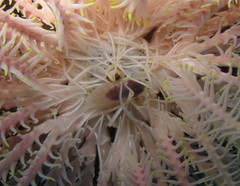 Synalpheus carinatus