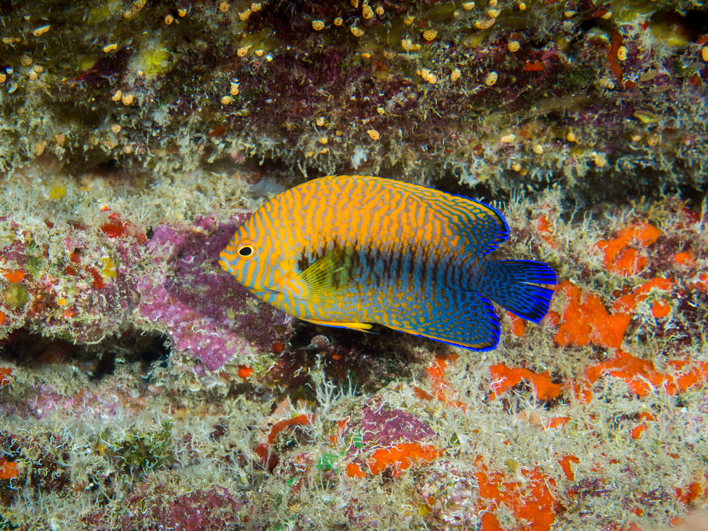 Potter's angel (Centropyge potteri) — Pomacanthidae