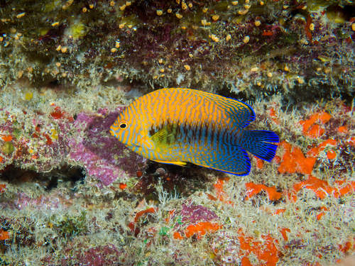 Potter's angel (Centropyge potteri) — Pomacanthidae