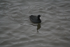Fulica atra