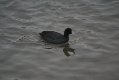 Fulica atra
