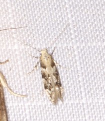 Coleotechnites coniferella