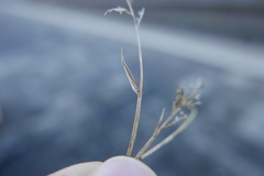 Eragrostis minor