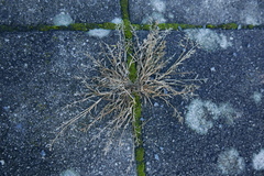 Eragrostis minor