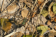 Orthetrum sabina