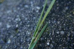 Poa compressa