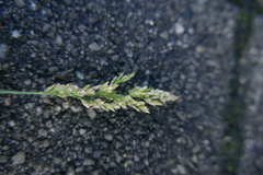 Poa compressa