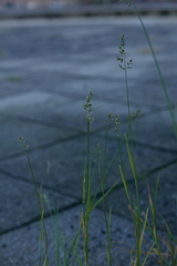 Poa compressa