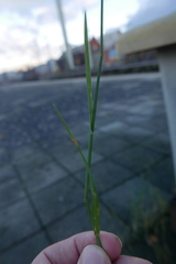 Poa compressa