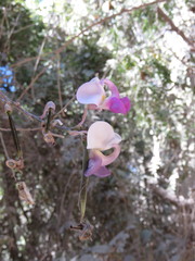 Ramirezella