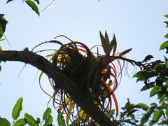 Tillandsia rothii