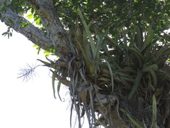 Aechmea bracteata pacifica