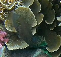 Canthigaster amboinensis