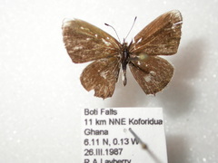 Eicochrysops hippocrates