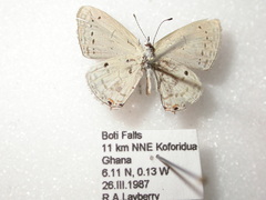 Eicochrysops hippocrates