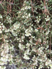 Psammotropha mucronata
