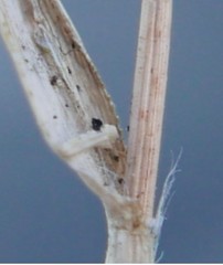 Eragrostis minor