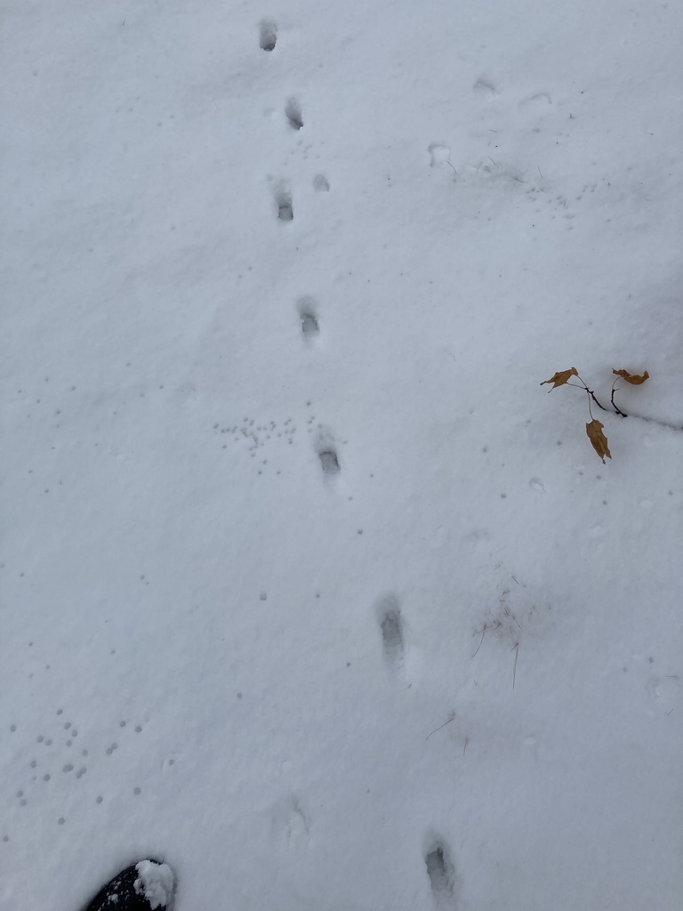 Mammals from Dale Rd, Burlington, VT, US on January 4, 2021 at 12:21 PM ...