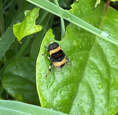 Phytomia