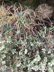 Psammotropha mucronata