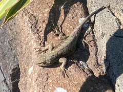 Sceloporus grammicus