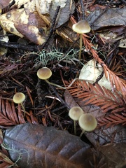 Mycena aurantiomarginata