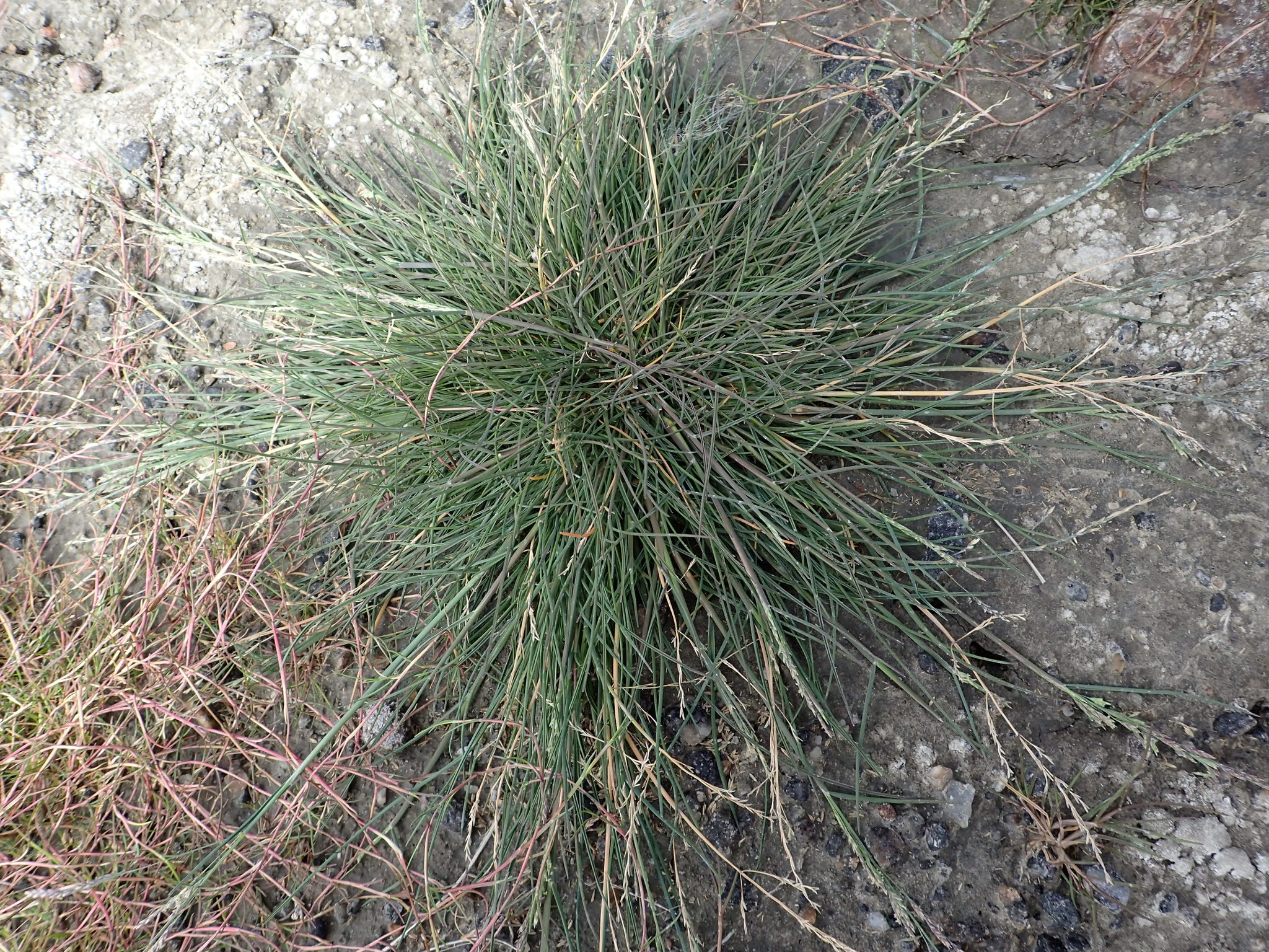 Puccinellia vaginata
