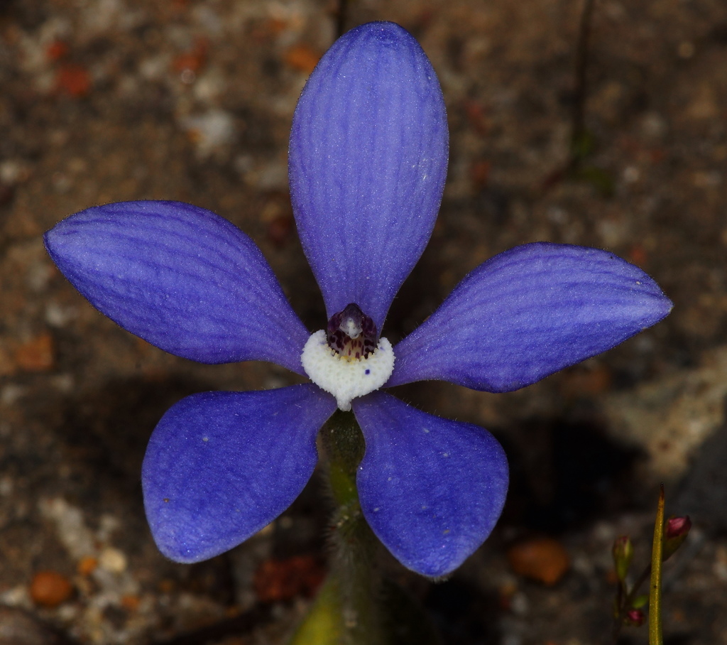 Blue China Orchid