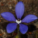 藍瓷蘭 - Photo (c) ron_n_beths pics，保留部份權利CC BY-NC