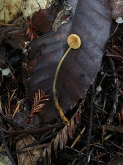 Mycena aurantiomarginata