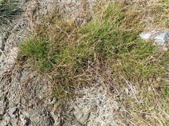 Puccinellia phryganodes