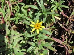 Pectis multiflosculosa