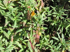 Pectis multiflosculosa