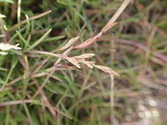 Puccinellia phryganodes