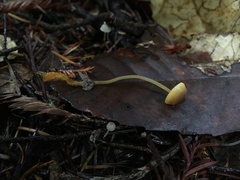 Mycena aurantiomarginata