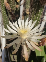 Nyctocereus
