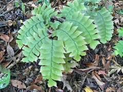 Adiantum trapeziforme
