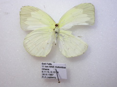 Eurema senegalensis