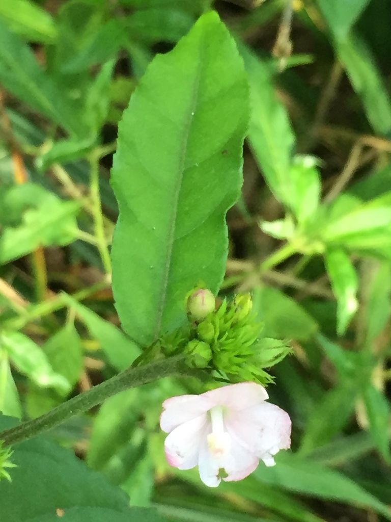 Pavonia nemoralis