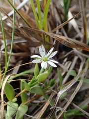Stellaria humifusa