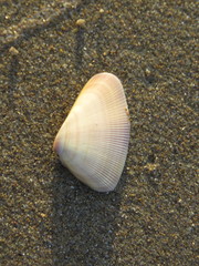 Donax punctatostriatus