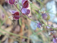 Streptanthus polygaloides