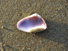 Donax punctatostriatus