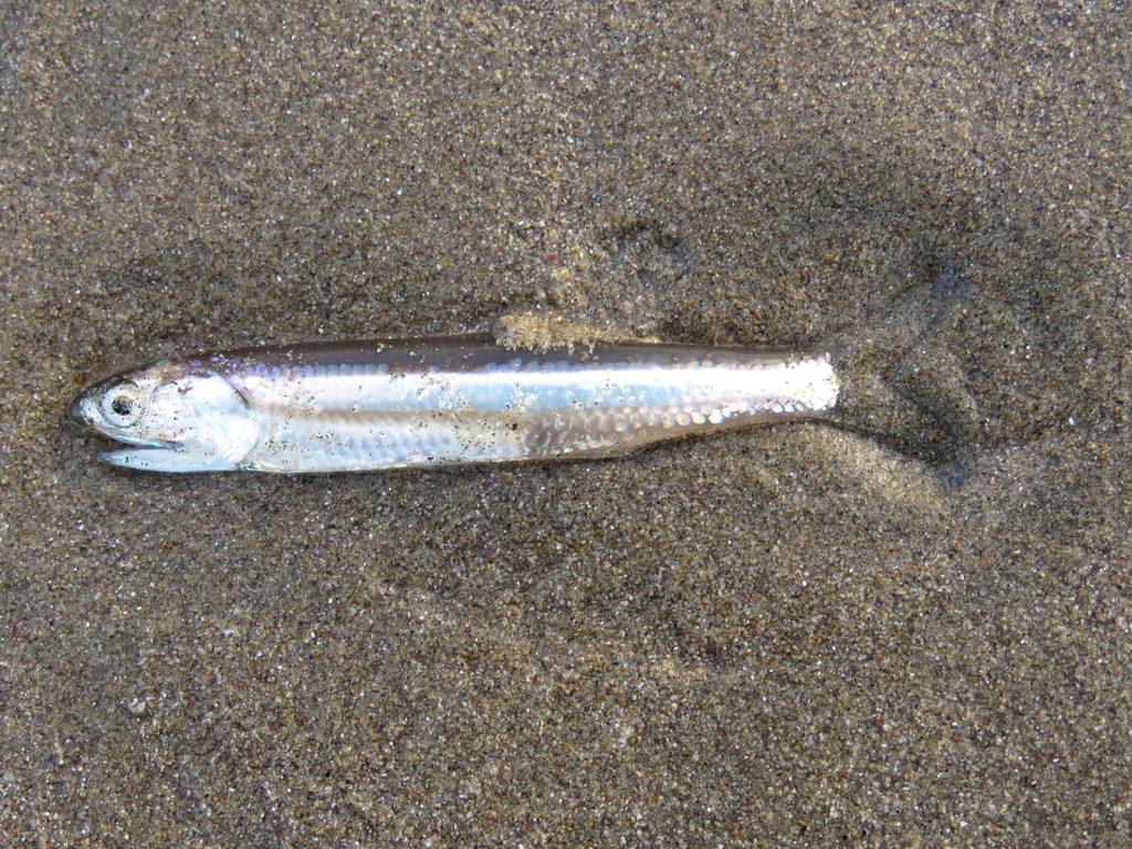 Sharpnose Anchovy