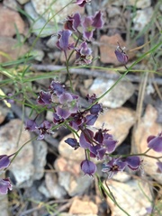 Streptanthus polygaloides