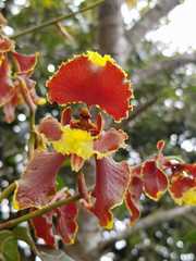 Cyrtochilum serratum