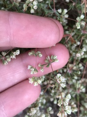 Psammotropha mucronata