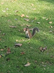 Sciurus carolinensis