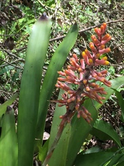 Aechmea caudata